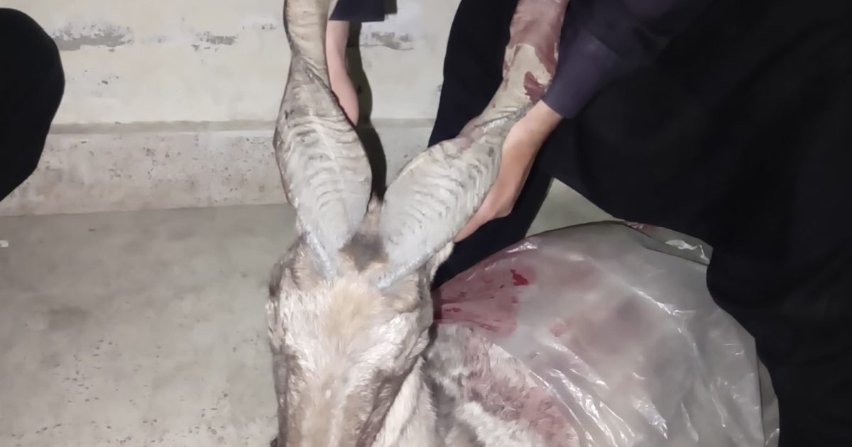 تکتوپہاڑ سےمارخور کے تین شکاری لیویزکے ہاتھوں گرفتار