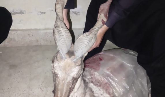 تکتوپہاڑ سےمارخور کے تین شکاری لیویزکے ہاتھوں گرفتار