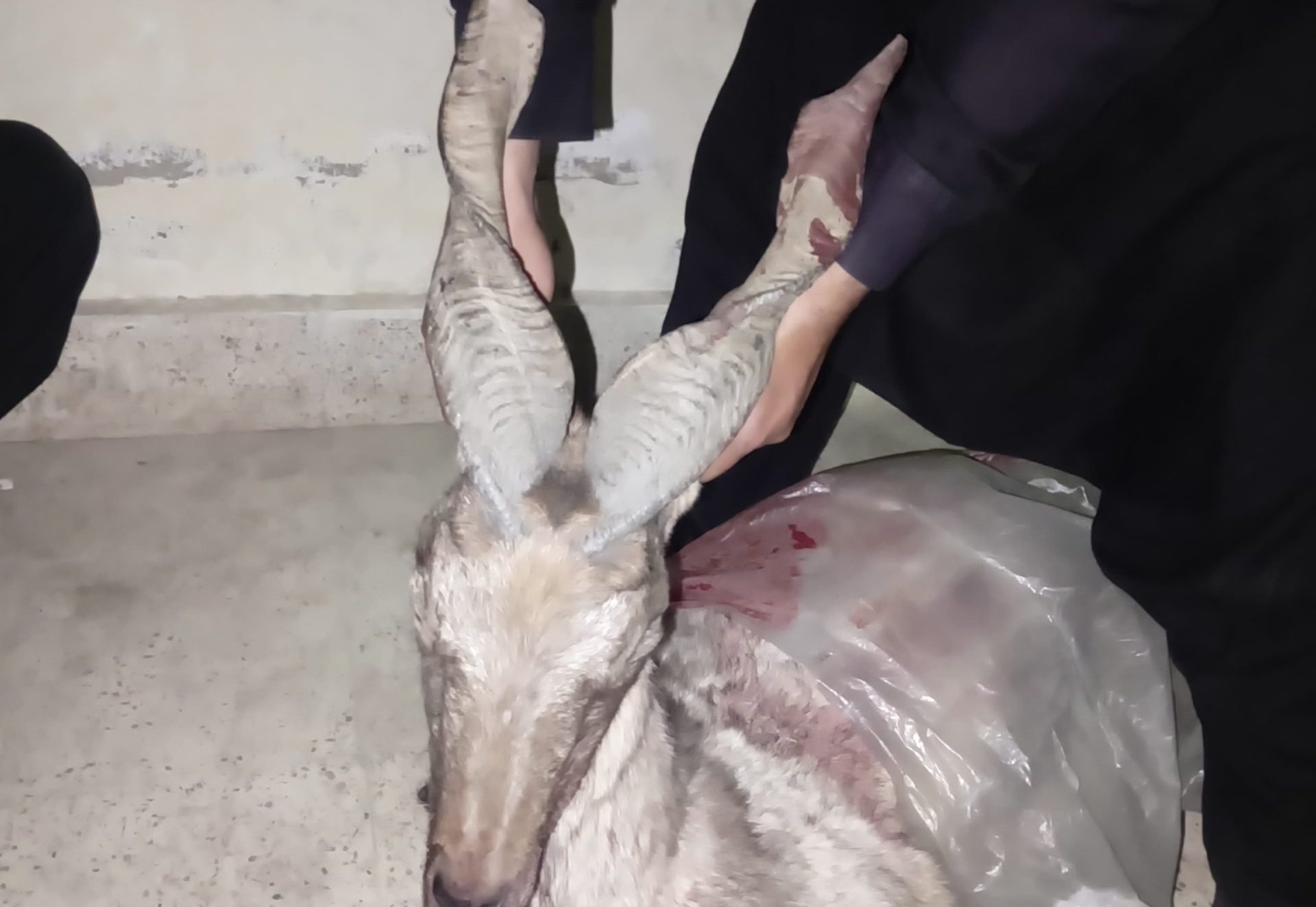 تکتوپہاڑ سےمارخور کے تین شکاری لیویزکے ہاتھوں گرفتار